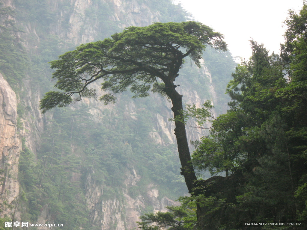 大明山迎客松