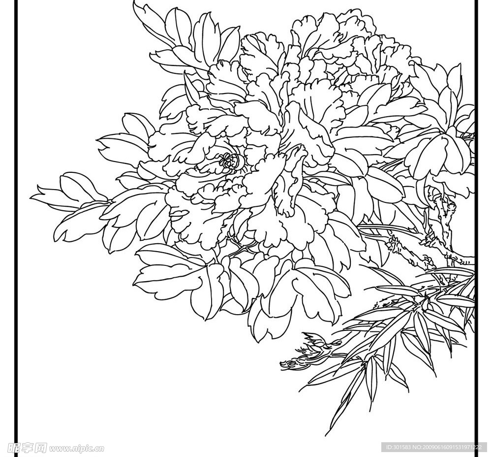 线描牡丹