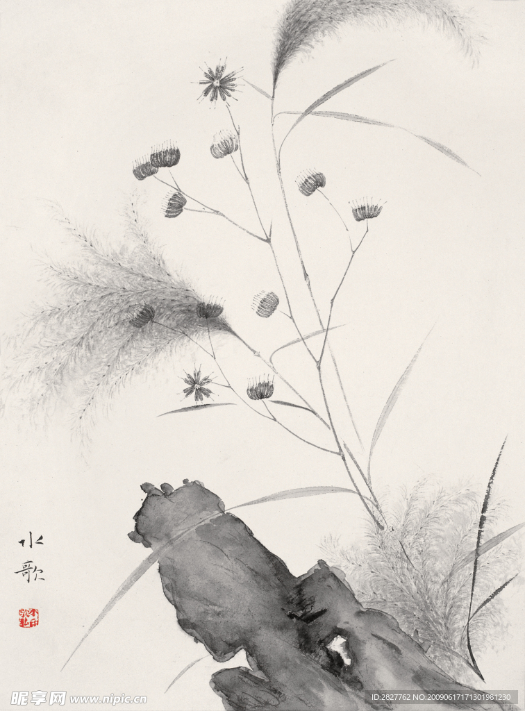芦苇