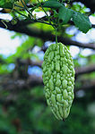 蔬菜