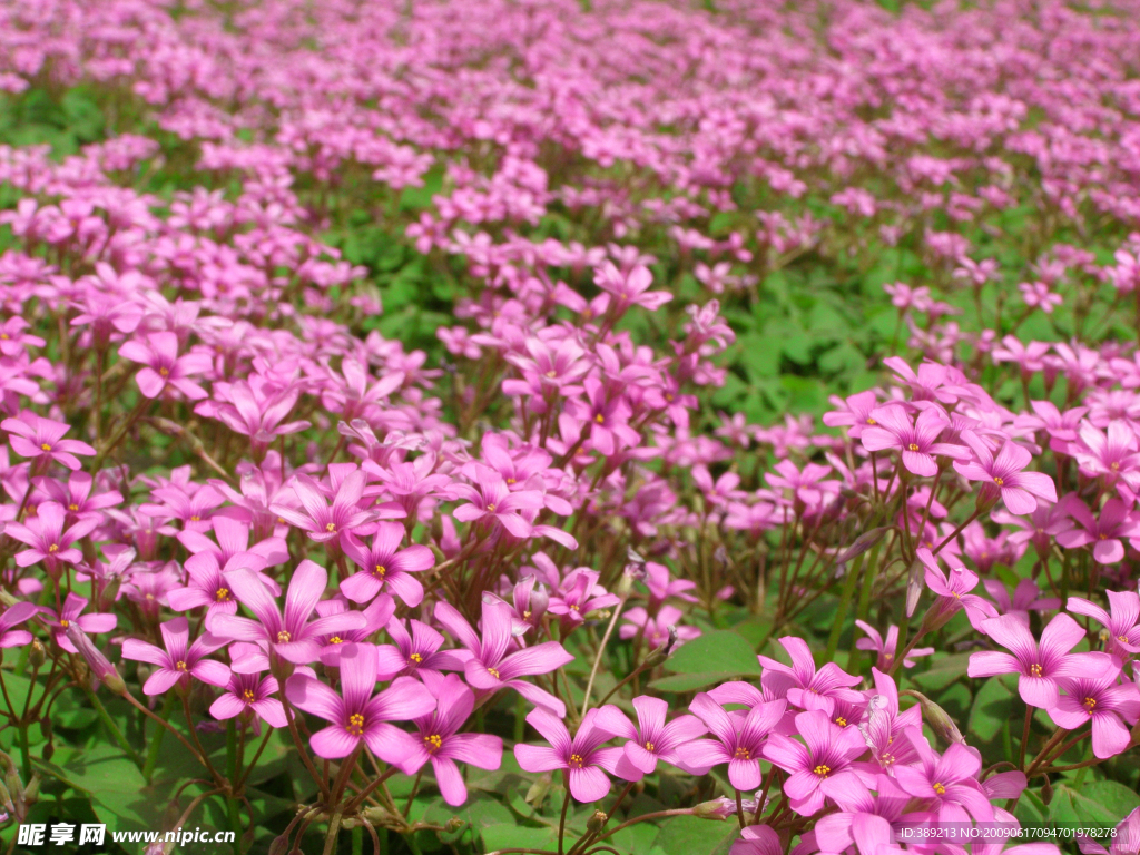 花满地