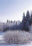 冬季雪景