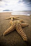 海星