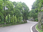 韶山幽静林荫道