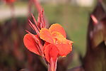 白玉花