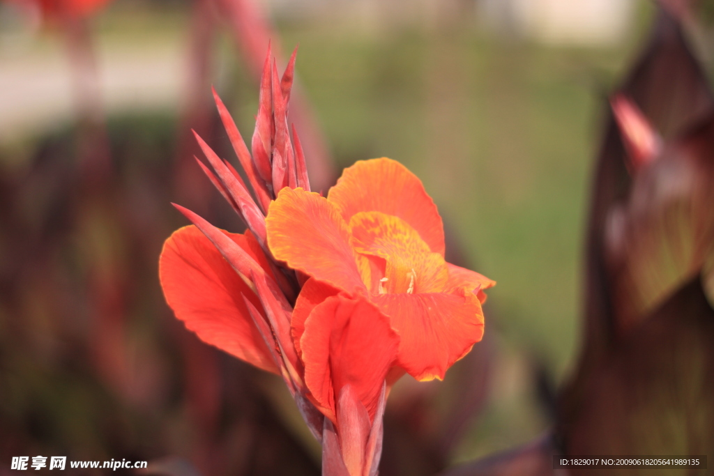 白玉花