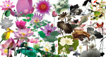 国画写意工笔荷花 睡莲 芙蕖