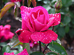 月季花