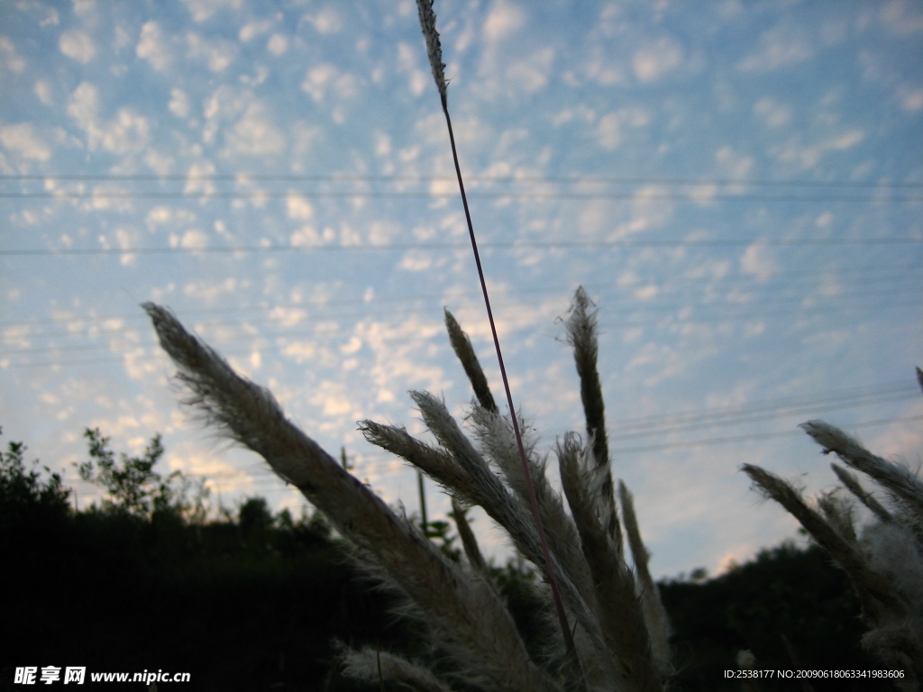 草穗  天空
