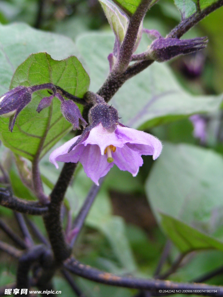 茄子花