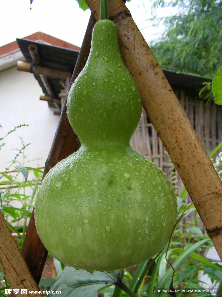 葫芦