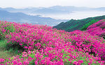美丽风景