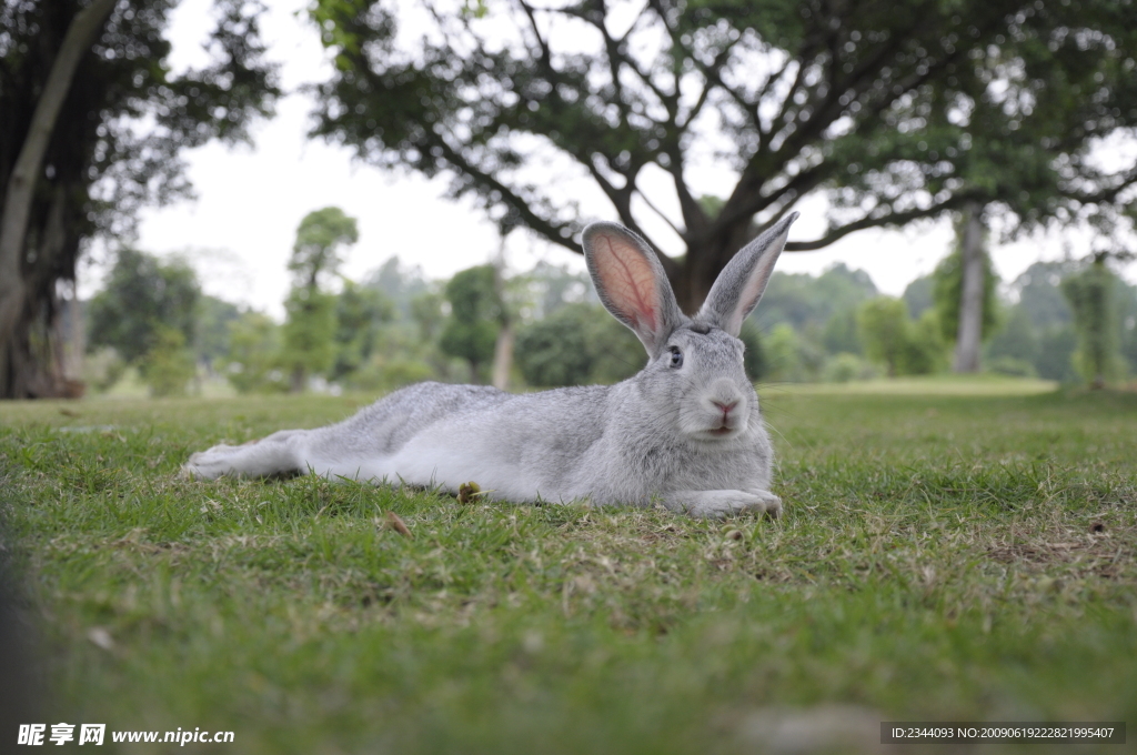 草地上趴着的兔子