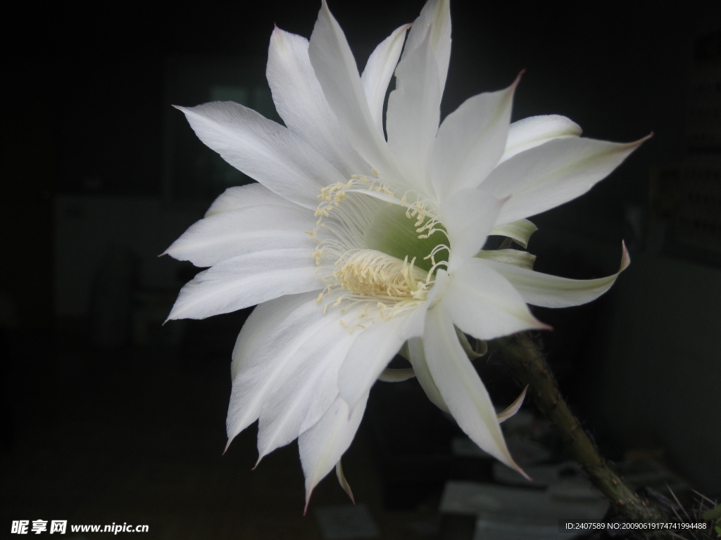 仙人球花