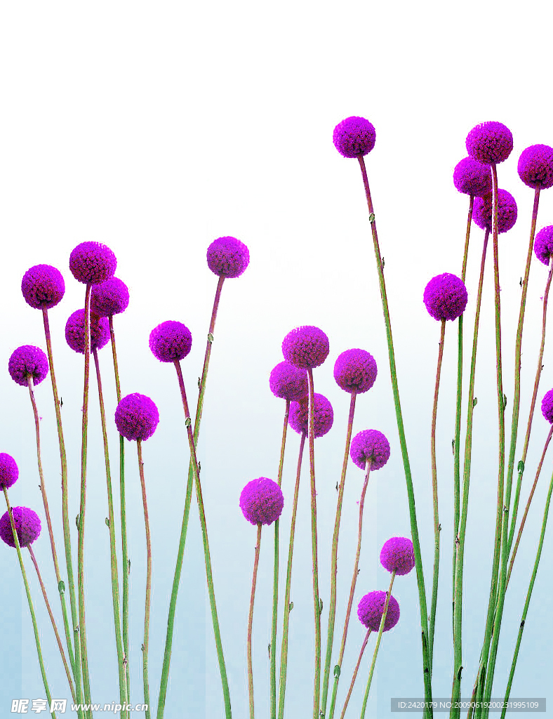 球花