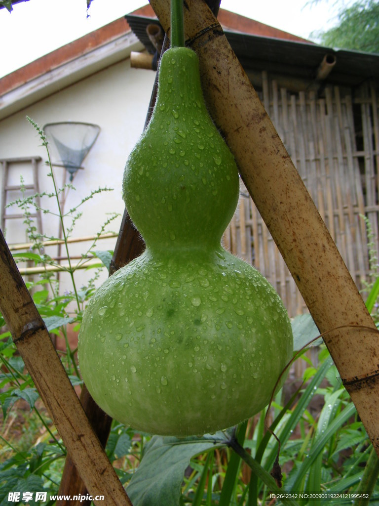 葫芦