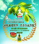橄榄油圆