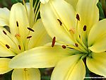 百合花