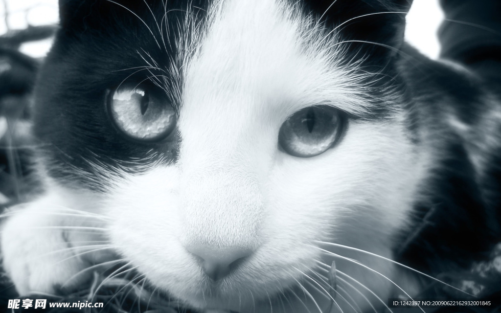 可爱小猫