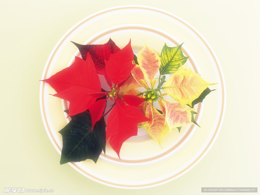 花朵盘子