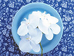 花朵拼盘