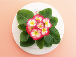 花朵拼盘
