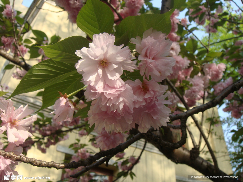 樱花