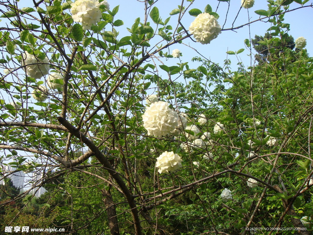 绣球花
