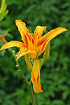 小黄花