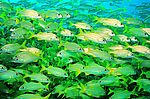鱼的海洋