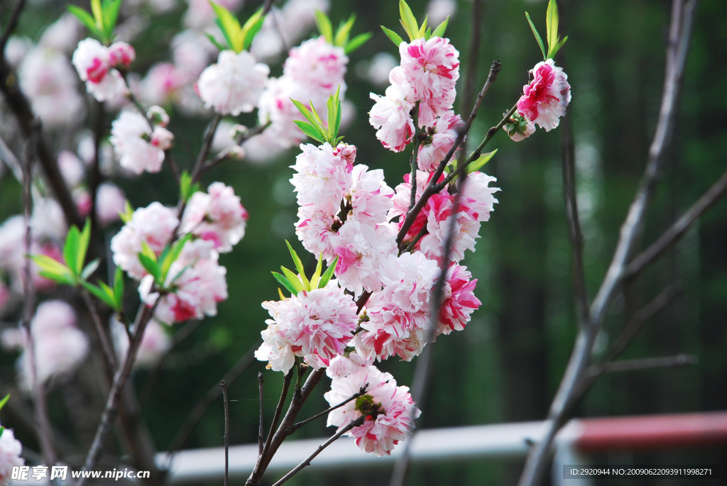 樱花