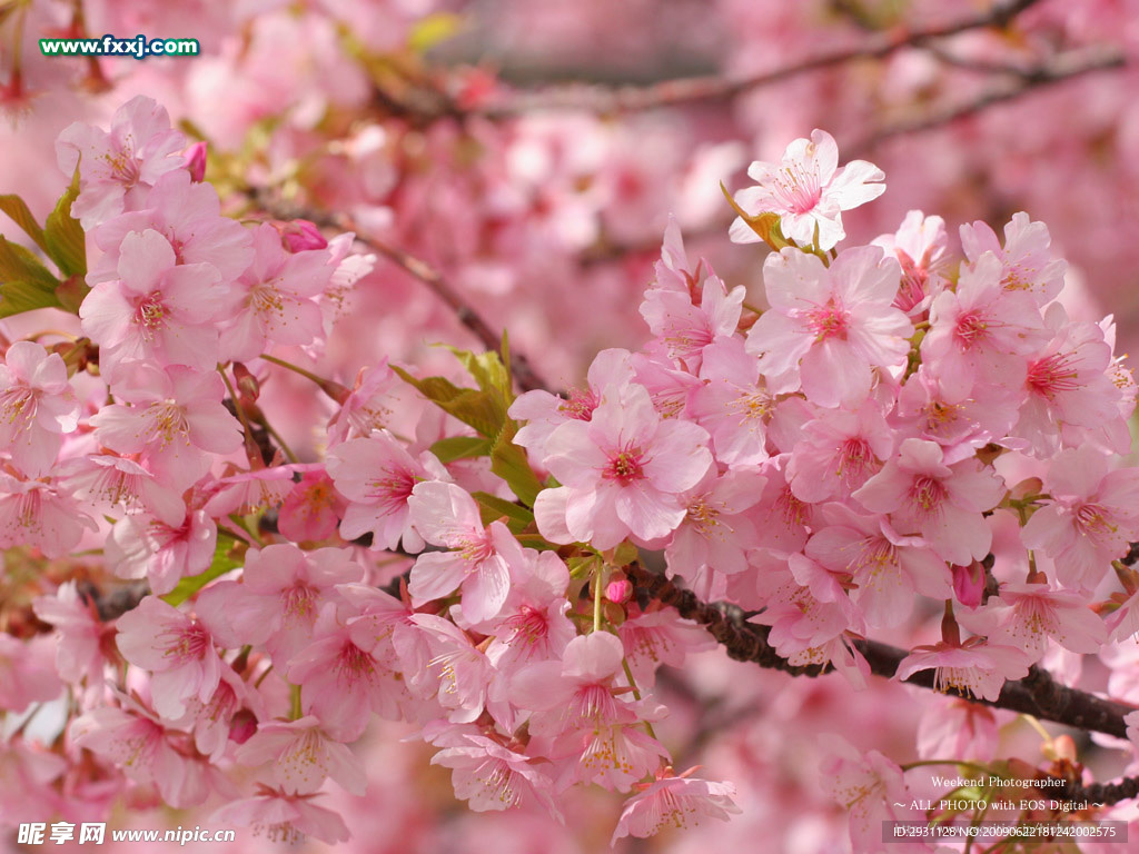 桃花