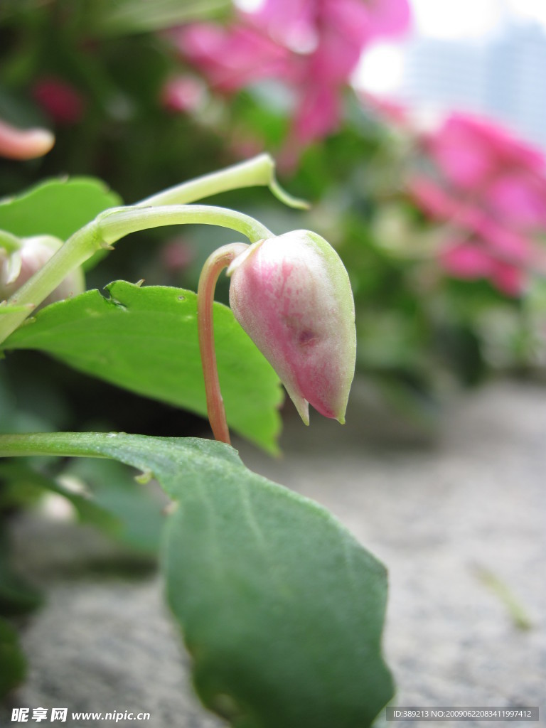 花蕾