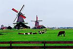 荷兰牧场特景