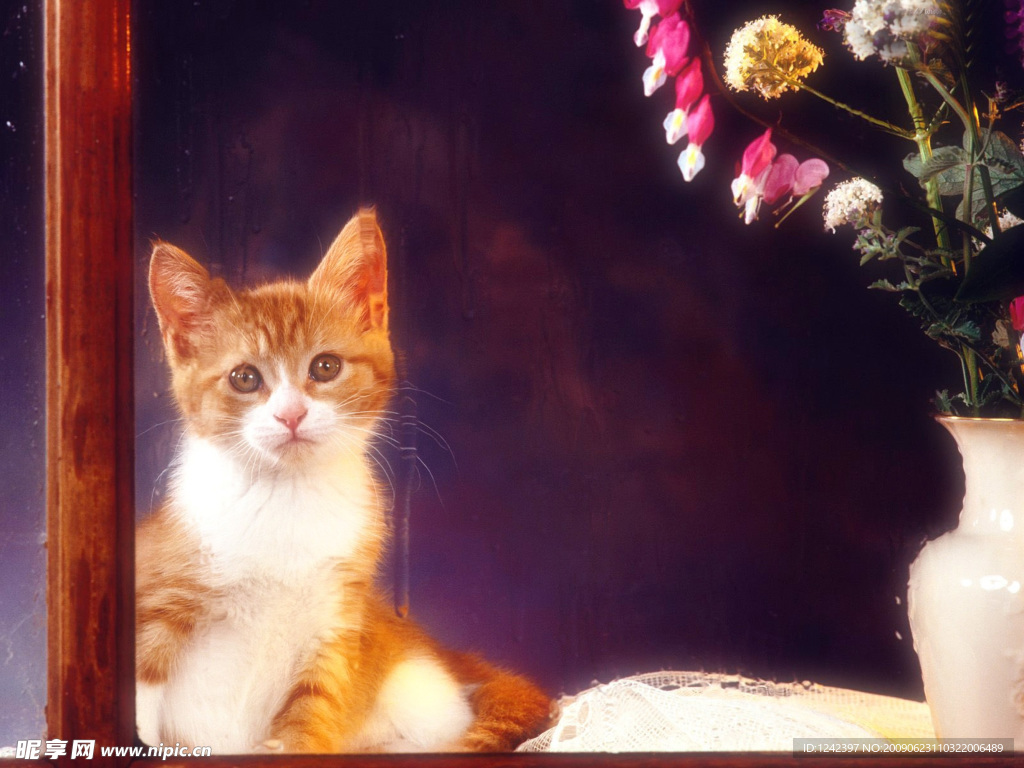 可爱小猫