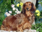 长毛犬