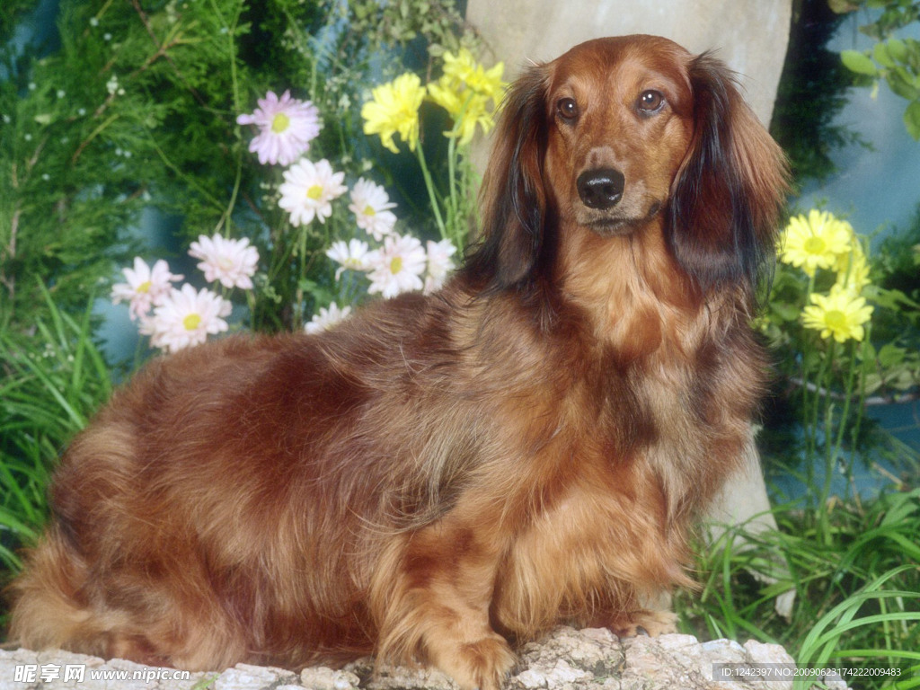 长毛犬