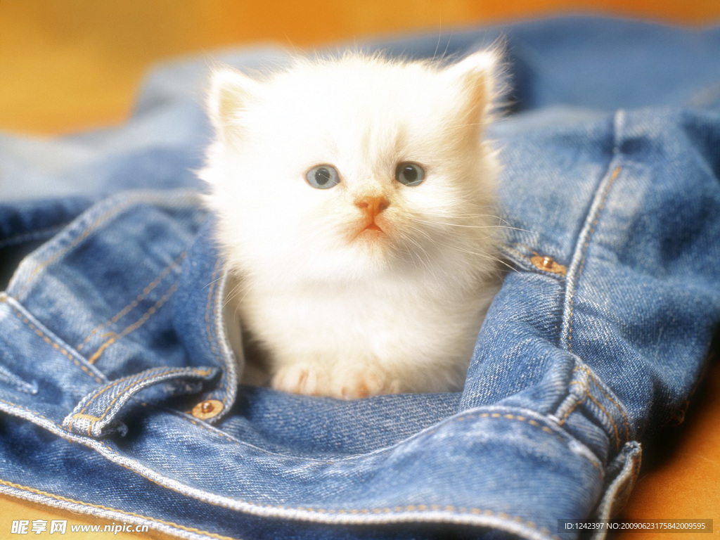 可爱小猫