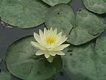 莲花