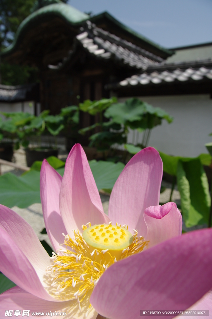 荷花特写镜头