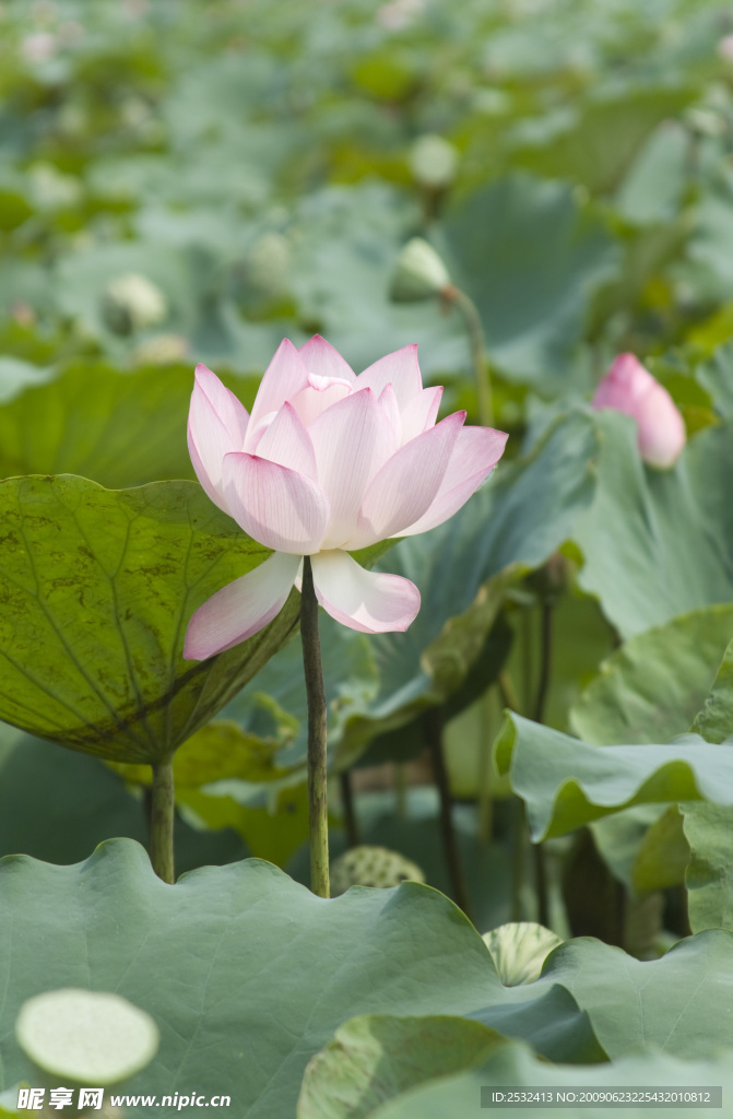 荷花1