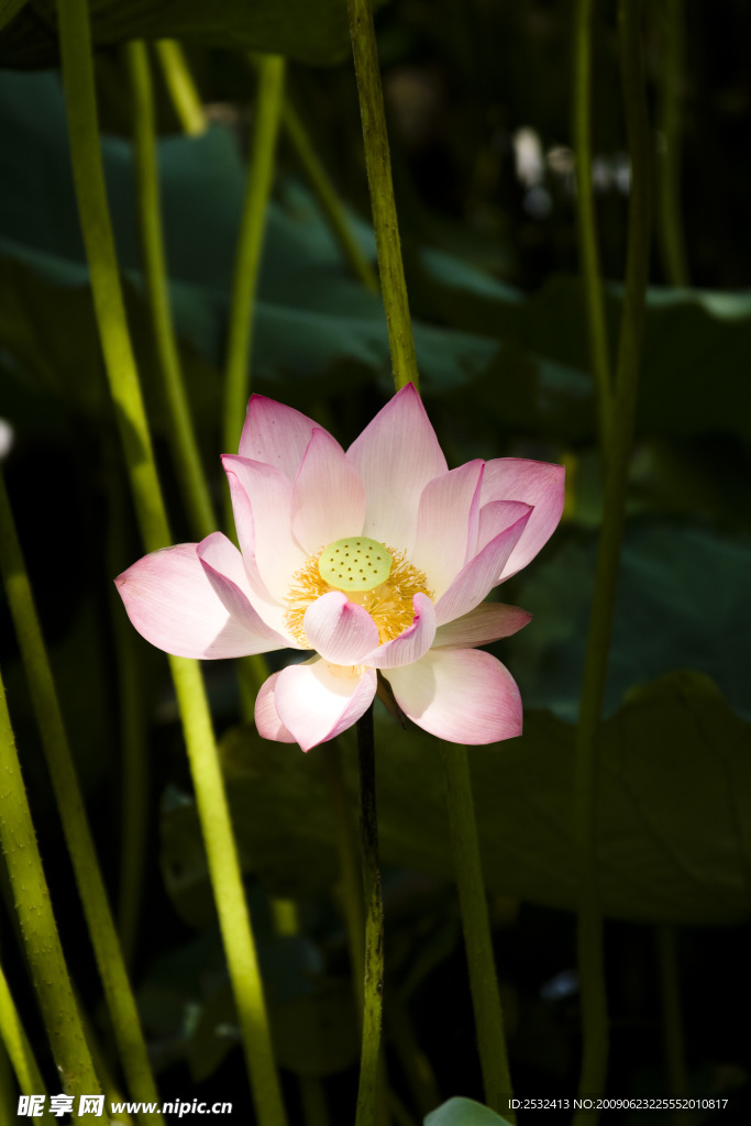荷花