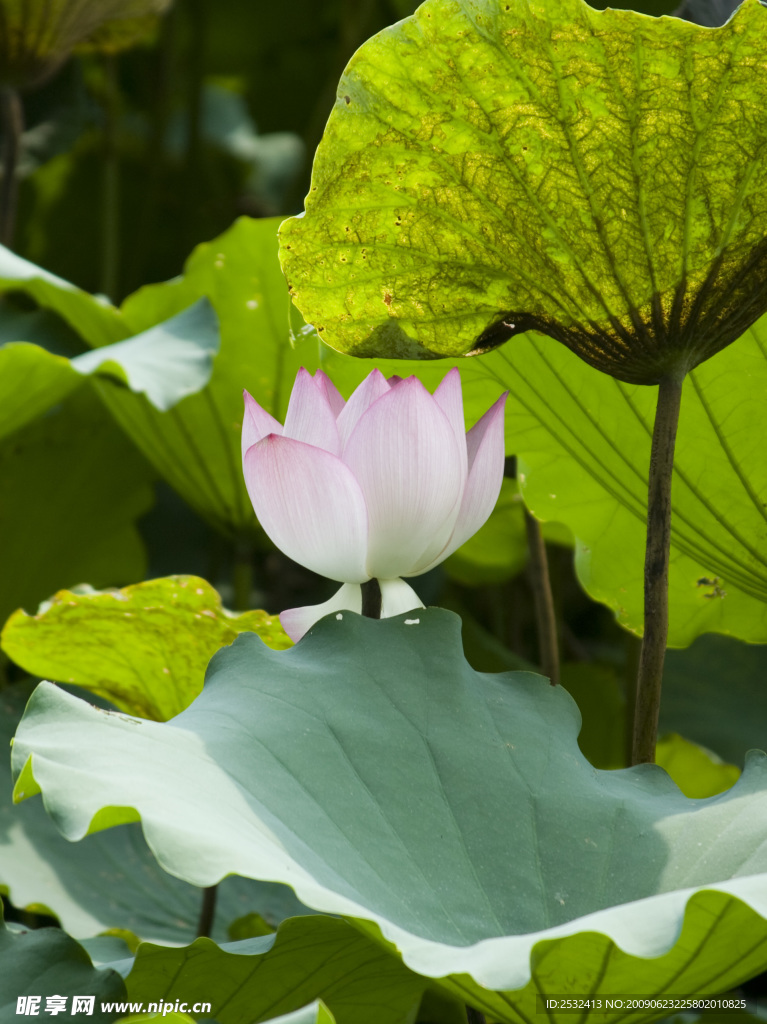 荷花
