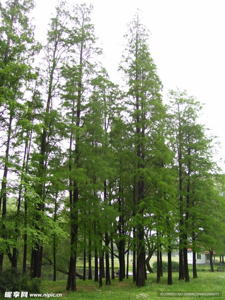 树林