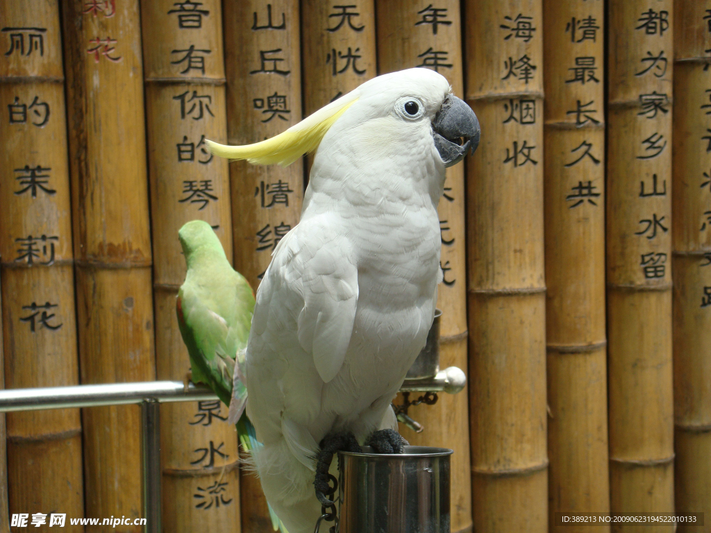 鹦鹉