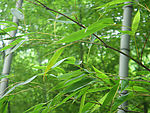绿色竹林