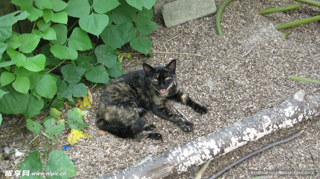 小猫