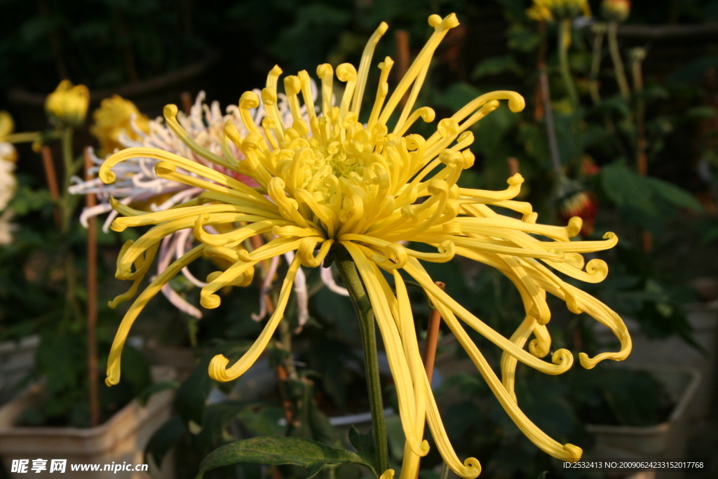 菊花