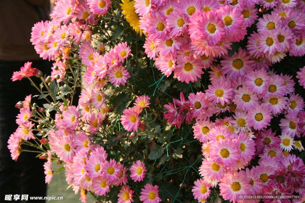 菊花