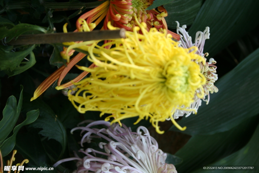 菊花